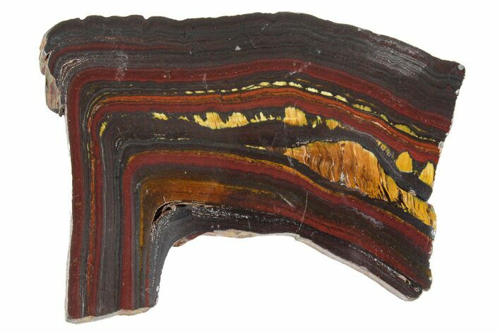Polished Tiger Iron Stromatolite Slab - Billion Years #351819